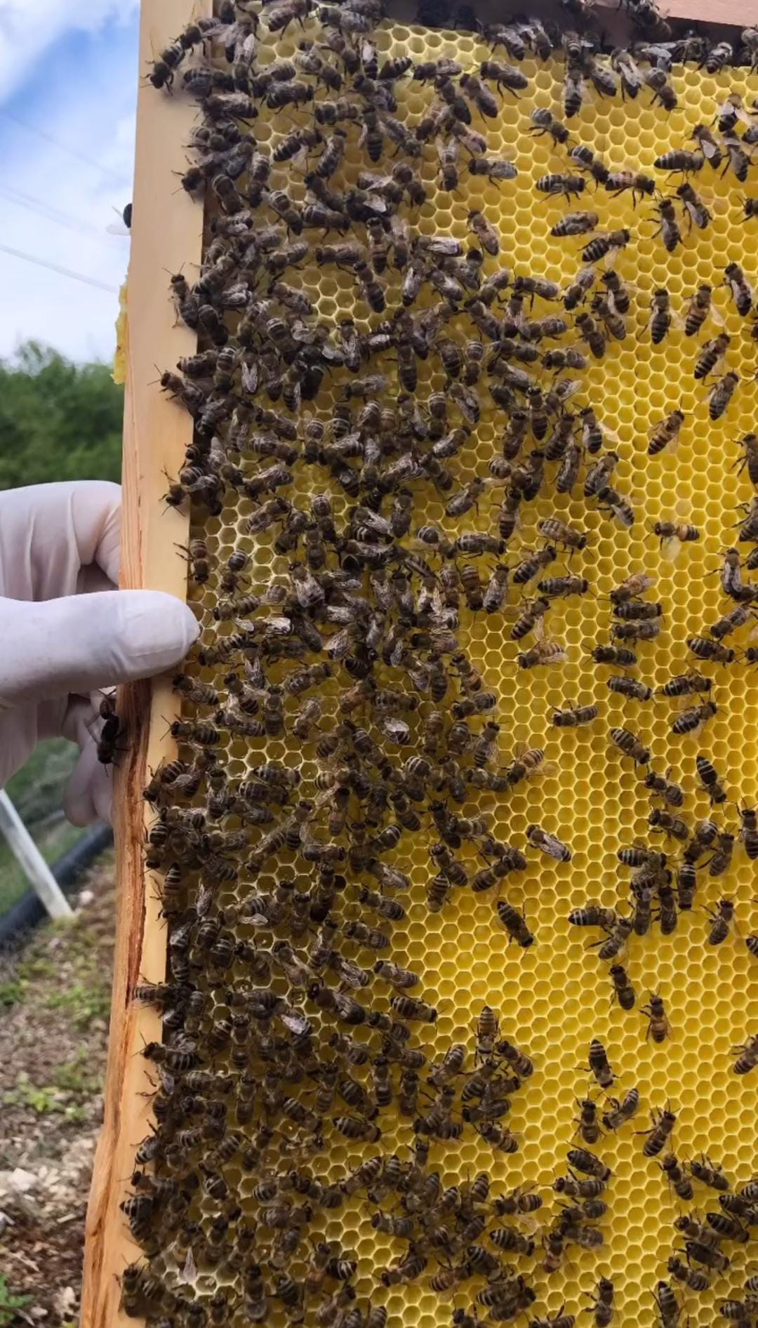 Fermanlı Arıcılık